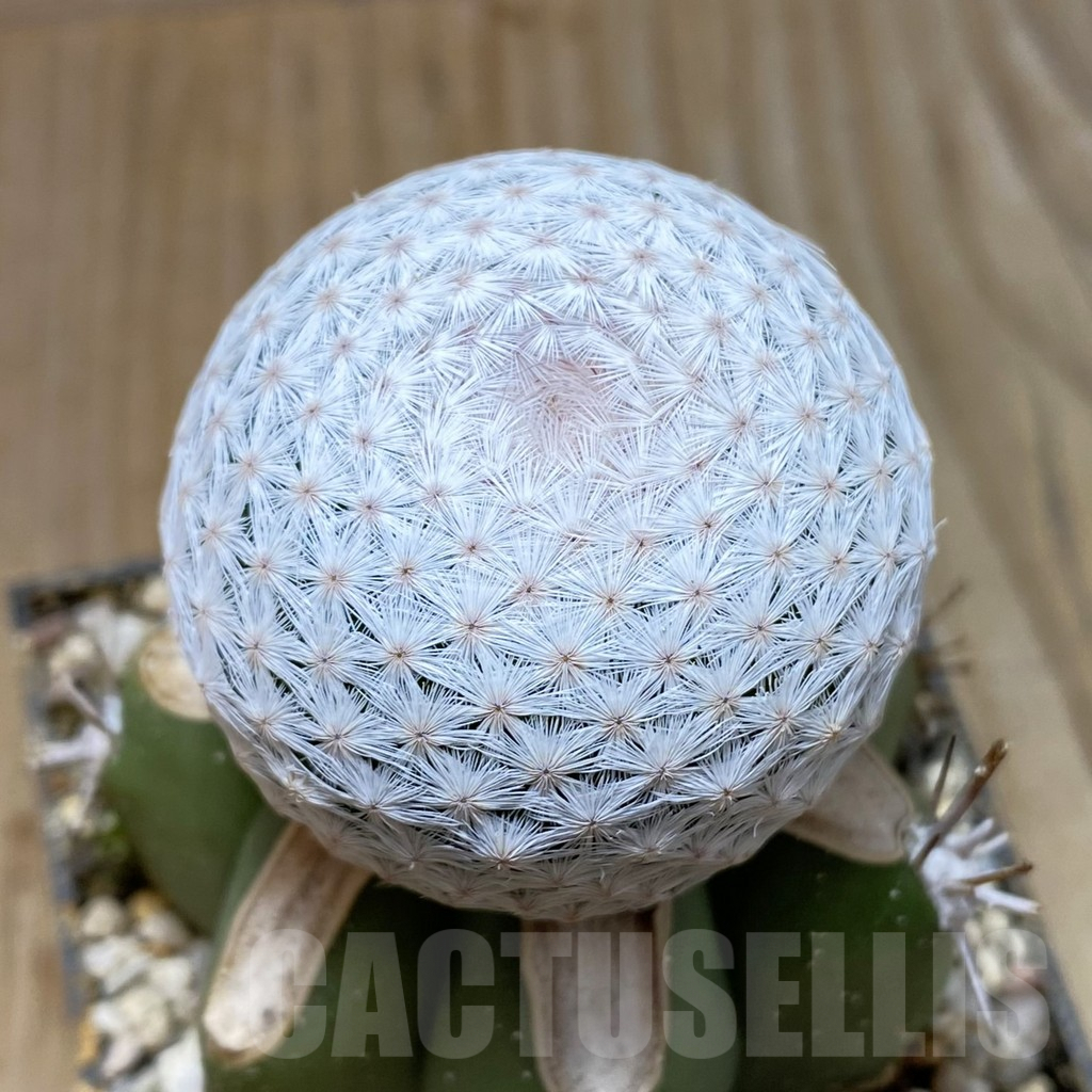 SH6047 Mammillaria egregia, grafted