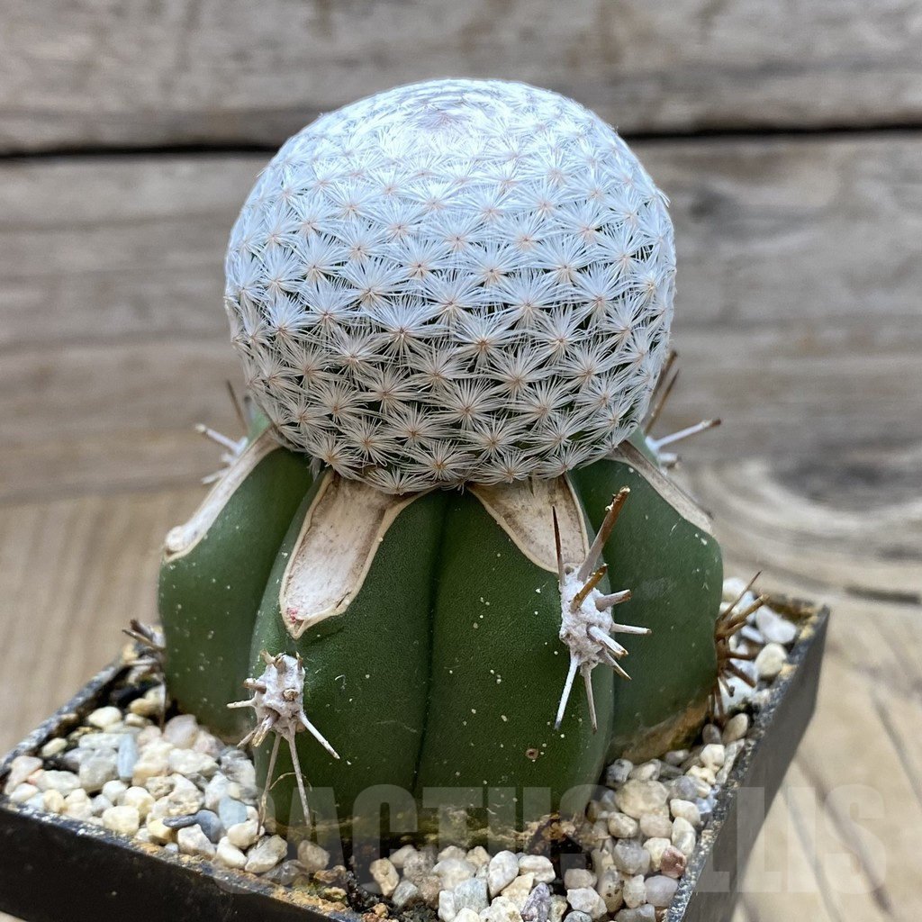 SH6047 Mammillaria egregia, grafted - Image 2