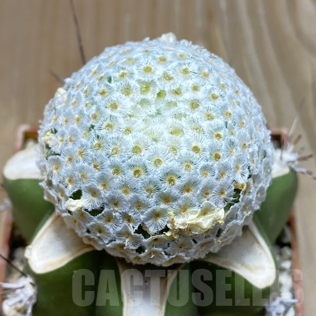 SH6048 Mammillaria breviplumosa, grafted