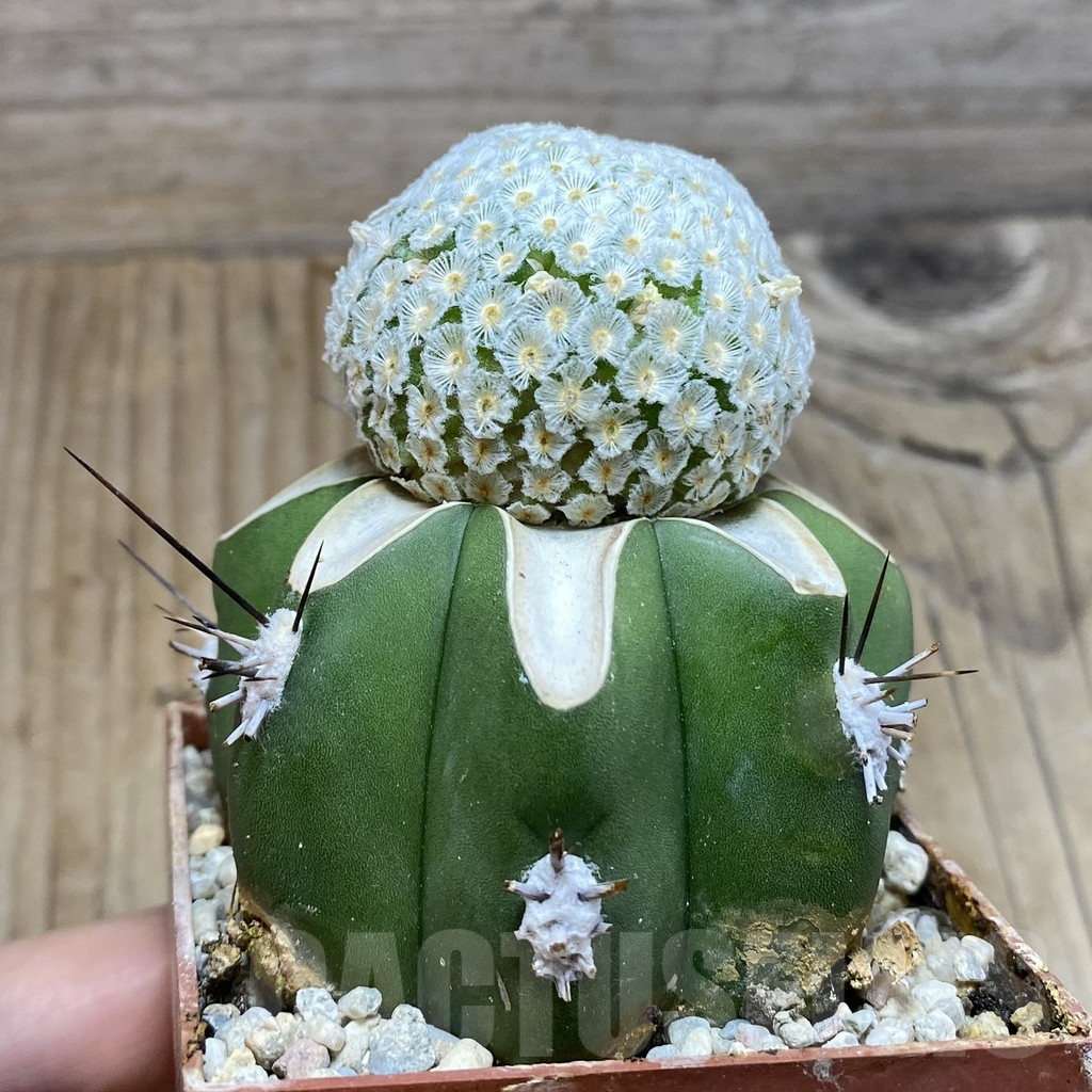 SH6048 Mammillaria breviplumosa, grafted - Зображення 2