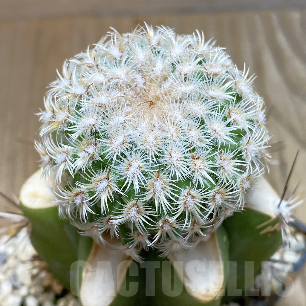 SH6050 Mammillaria huitzilopochtli, grafted