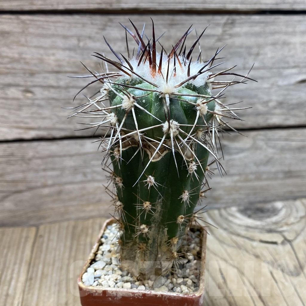 SH6041 Discocactus lindaianus -Chapada olos veadeiros-, grafted - 画像 (2)