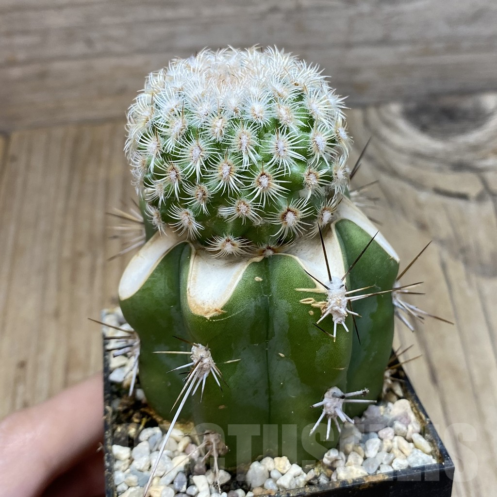 SH6050 Mammillaria huitzilopochtli, grafted - Image 2