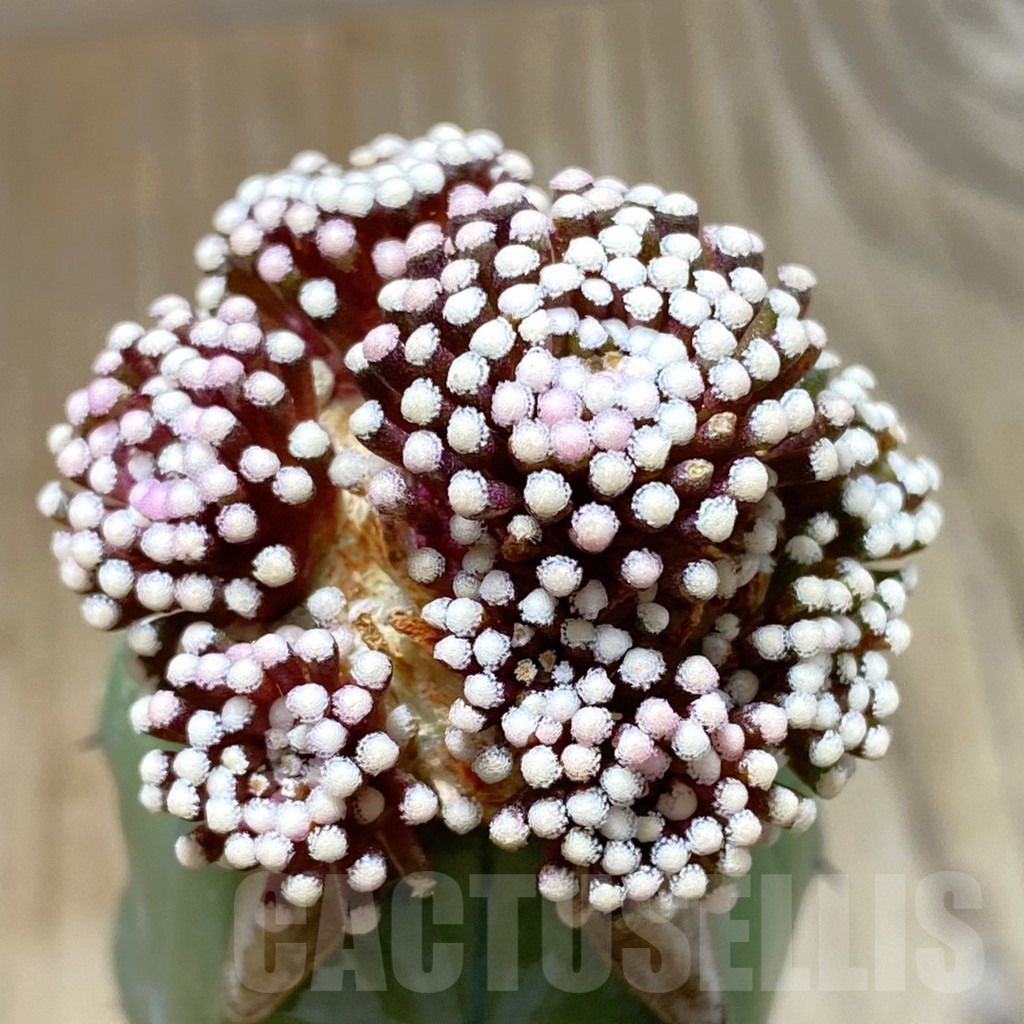 SH6051 Mammillaria luethyi, grafted