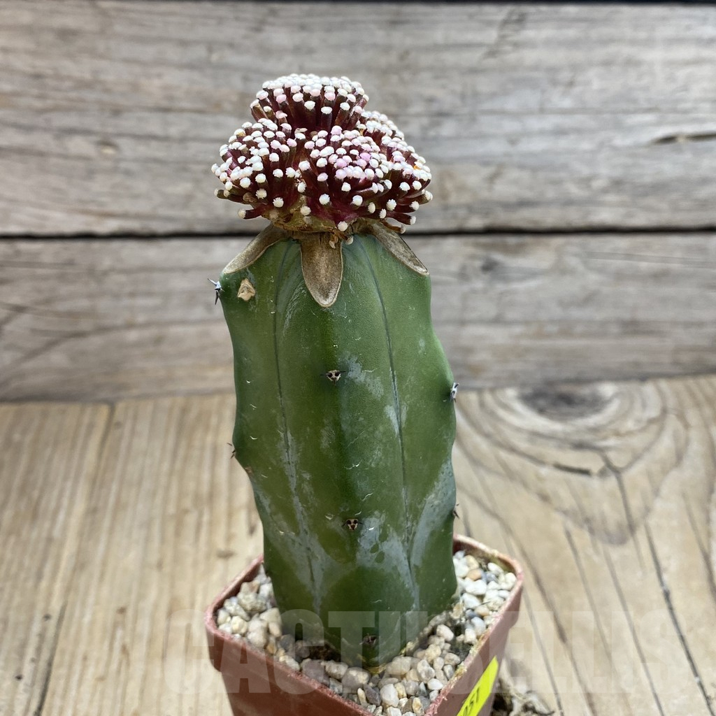 SH6051 Mammillaria luethyi, grafted - Image 2