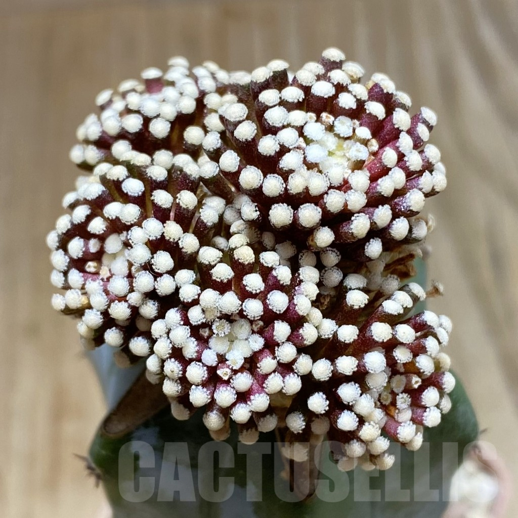 SH6052 Mammillaria luethyi, grafted