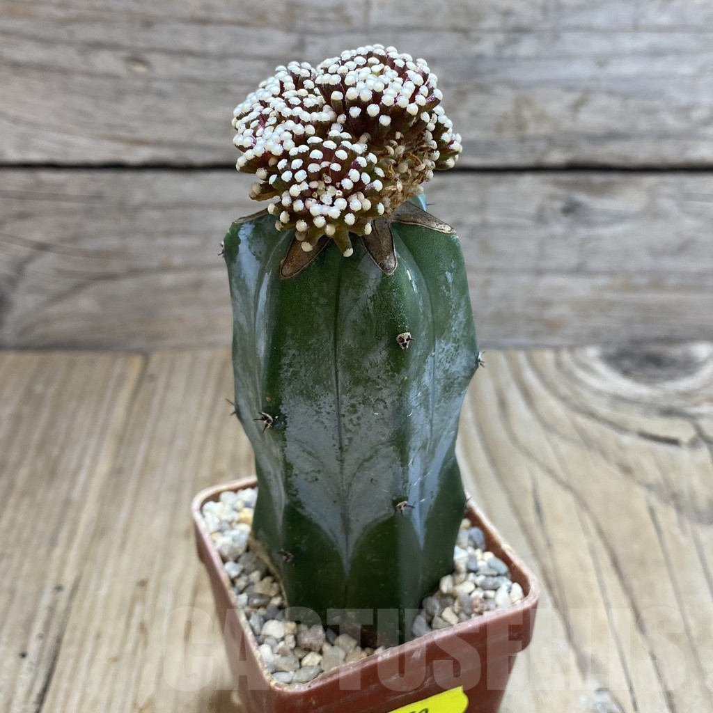 SH6052 Mammillaria luethyi, grafted – Image 2