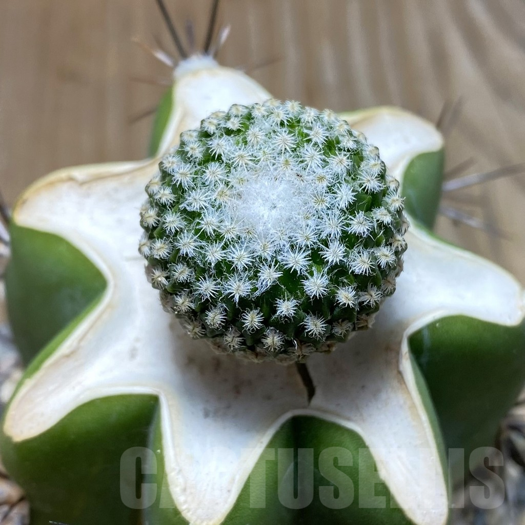 SH6055 Pelecyphora strobiliformis, grafted