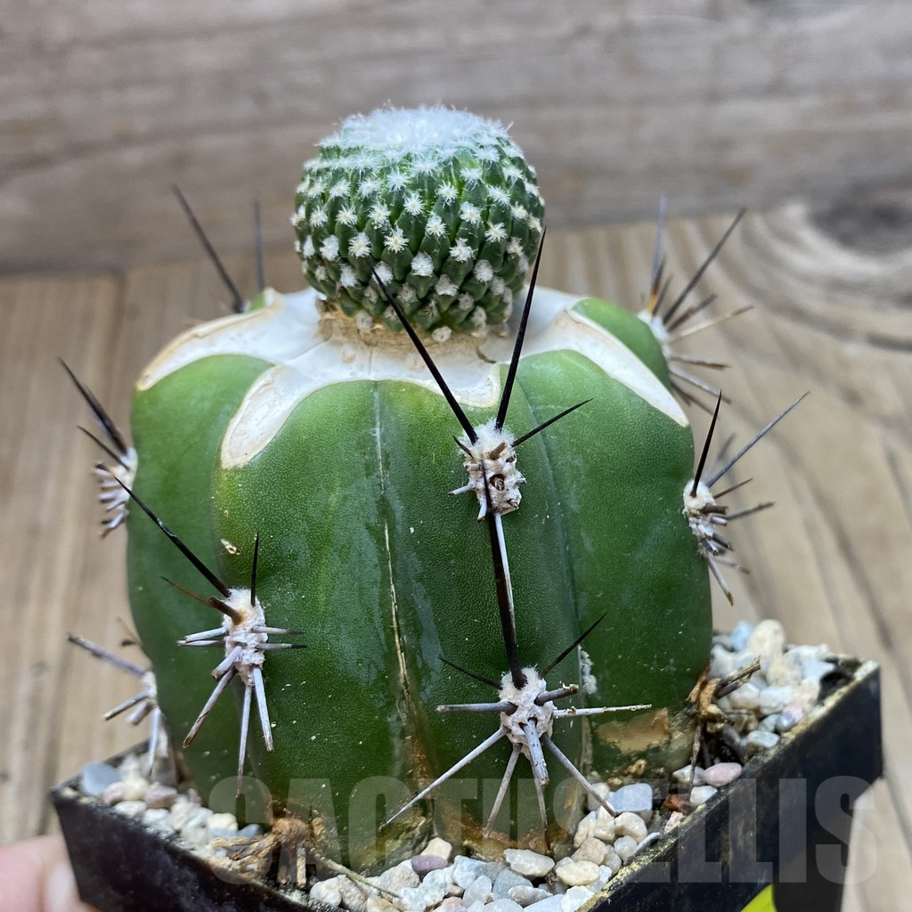 SH6055 Pelecyphora strobiliformis, grafted - Image 2