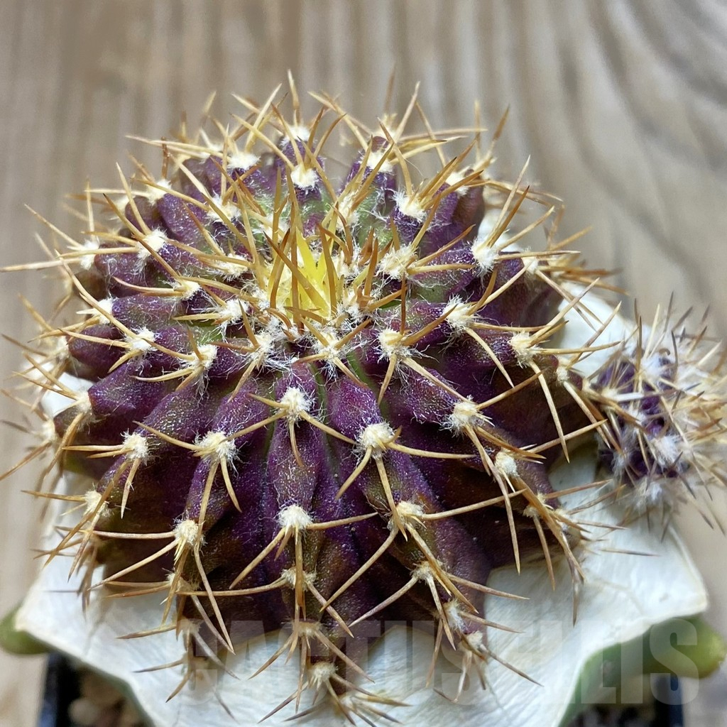 SH6056 Uebelmannia buiningii, grafted