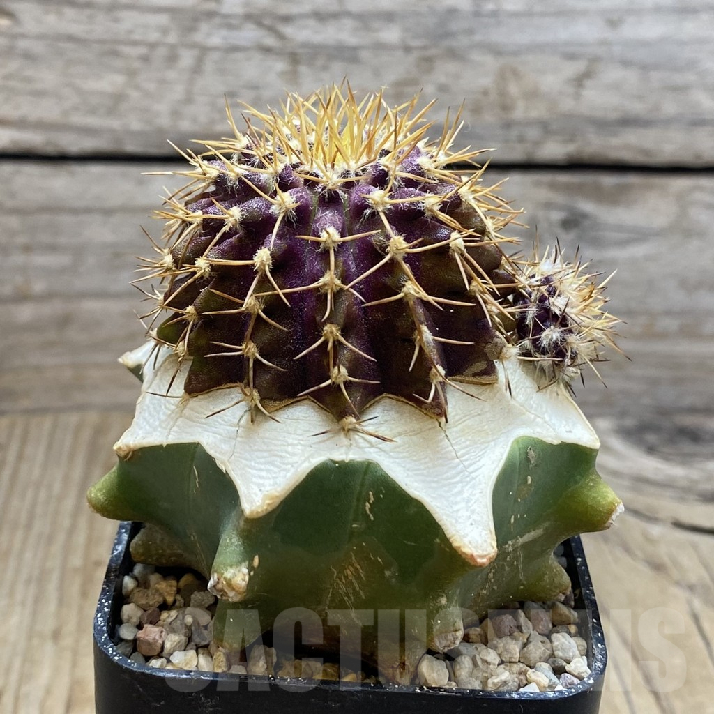 SH6056 Uebelmannia buiningii, grafted - Obrázek 2