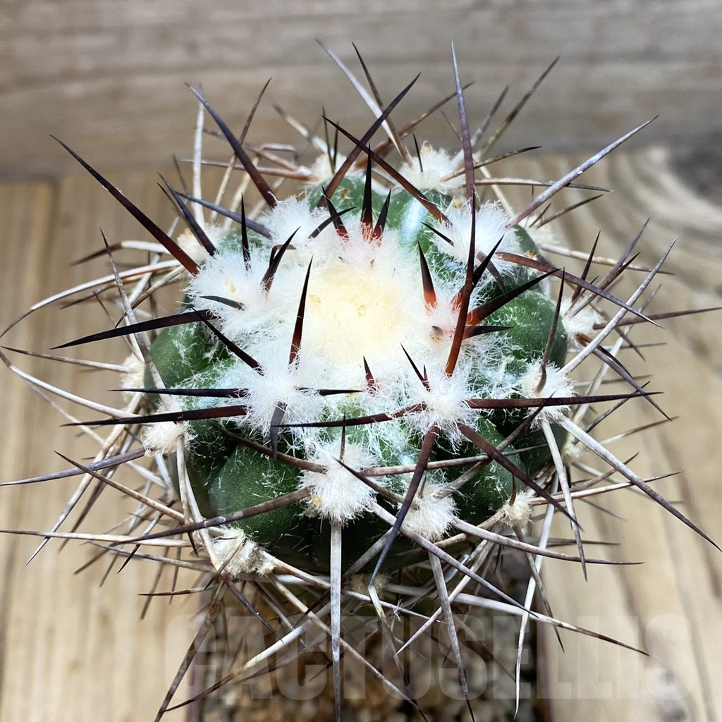 SH6042 Discocactus lindaianus -Chapada olos veadeiros-, grafted