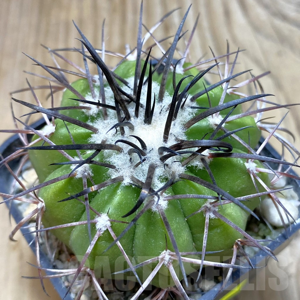 SH6058 Discocactus alteolens MH 596