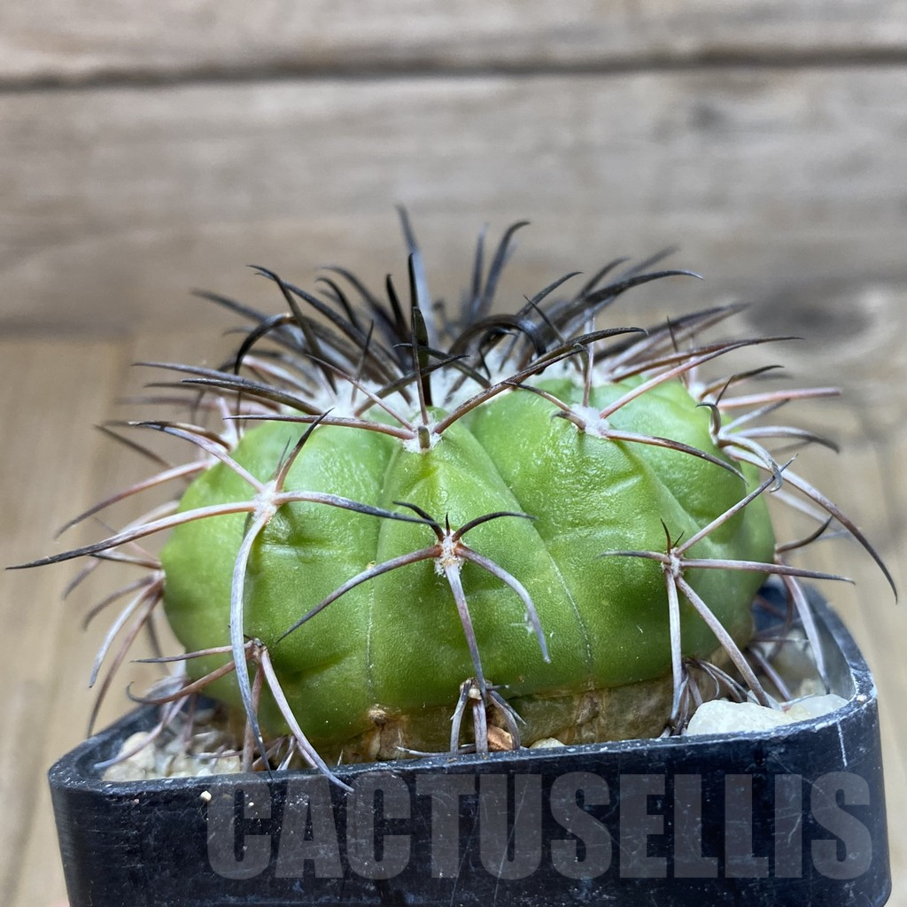 SH6058 Discocactus alteolens MH 596 - Зображення 2