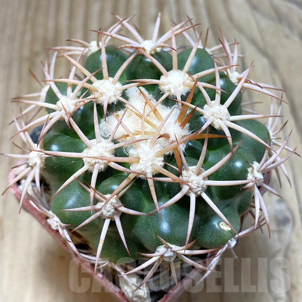 SH6060 Discocactus petr-halfari MH 725