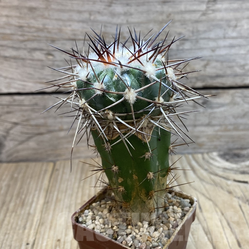 SH6042 Discocactus lindaianus -Chapada olos veadeiros-, grafted - 画像 (2)