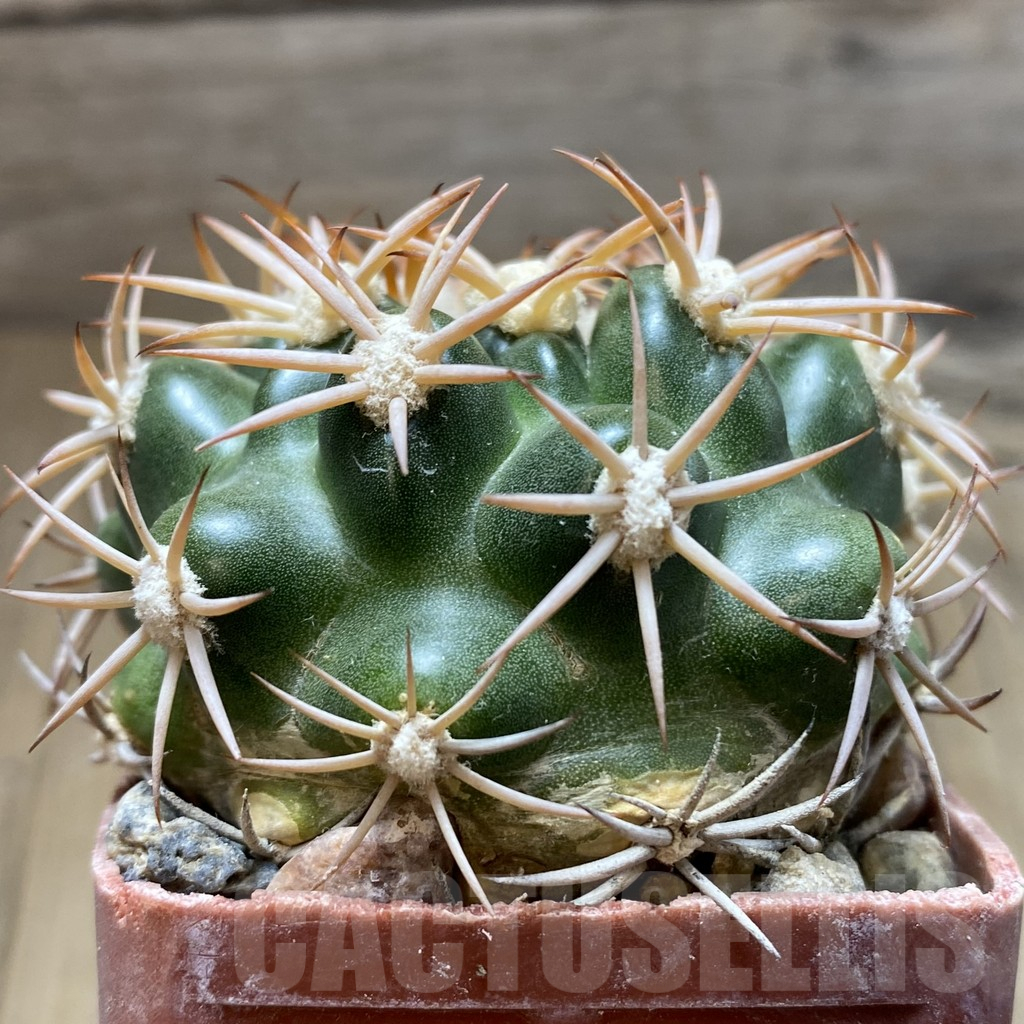 SH6060 Discocactus petr-halfari MH 725 - immagine 2