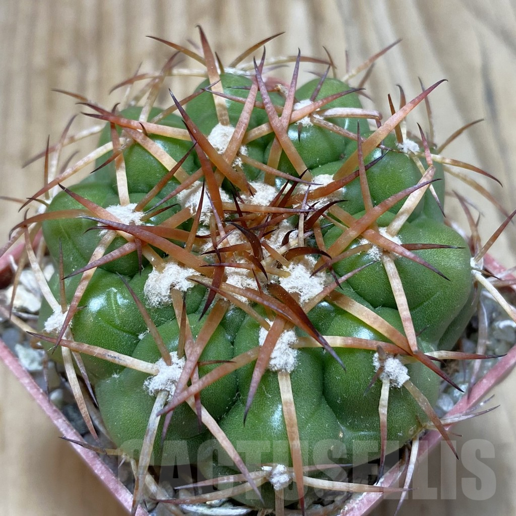 SH6061 Discocactus cangaensis MH886 -N Ipora, Goiás-