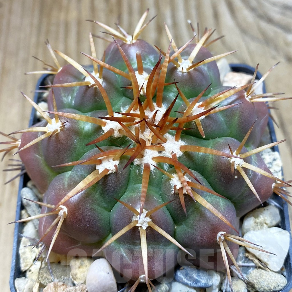 SH6062 Discocactus cangaensis MH886 -N Ipora, Goiás-