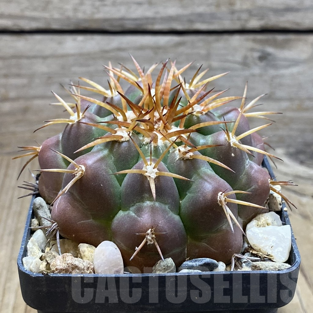 SH6062 Discocactus cangaensis MH886 -N Ipora, Goiás- - immagine 2