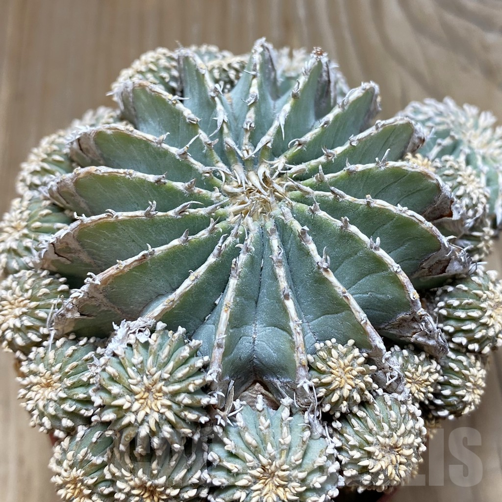 SH6063 Geohintonia neomexicana, grafted