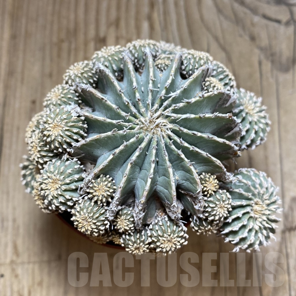 SH6063 Geohintonia neomexicana, grafted - immagine 2