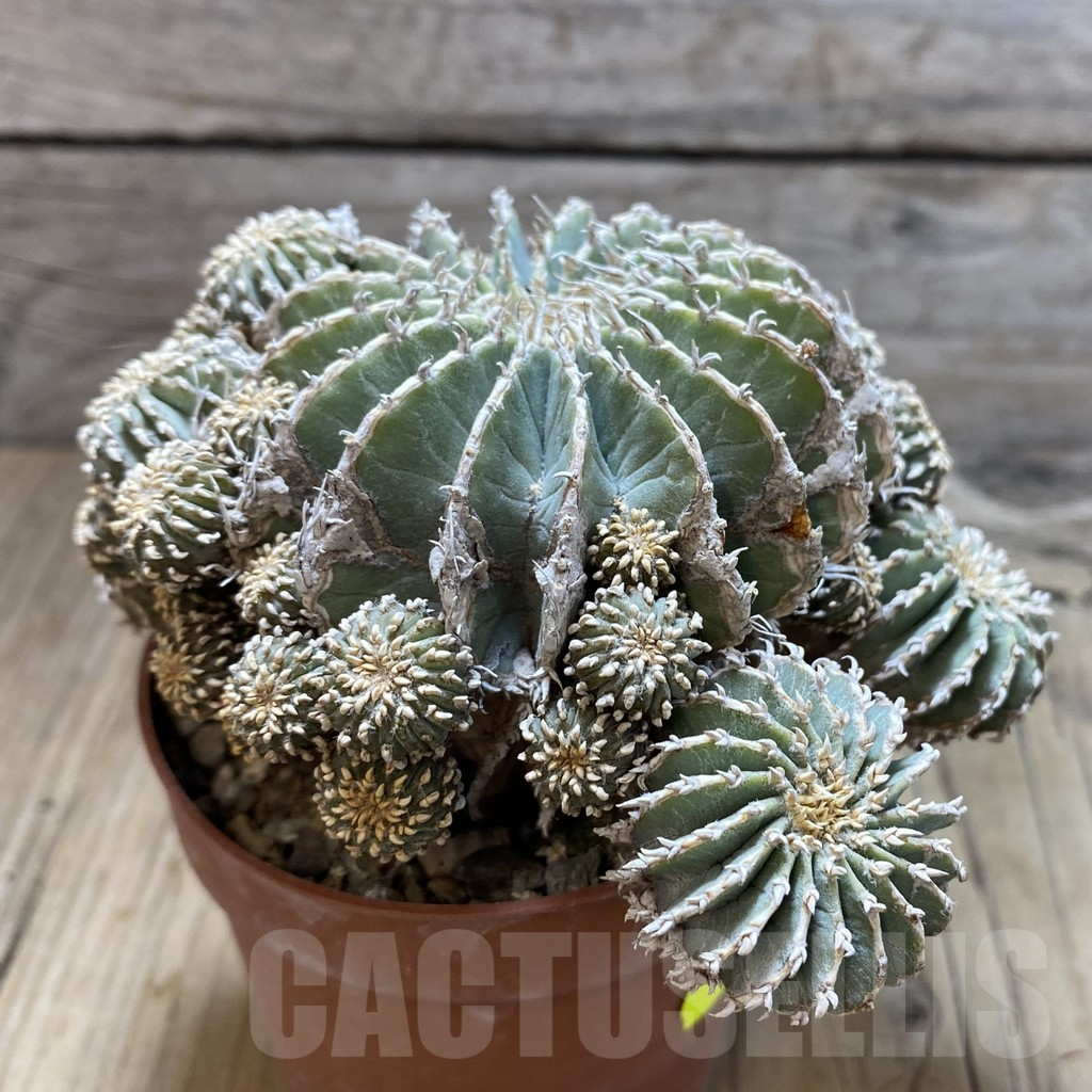 SH6063 Geohintonia neomexicana, grafted - immagine 3