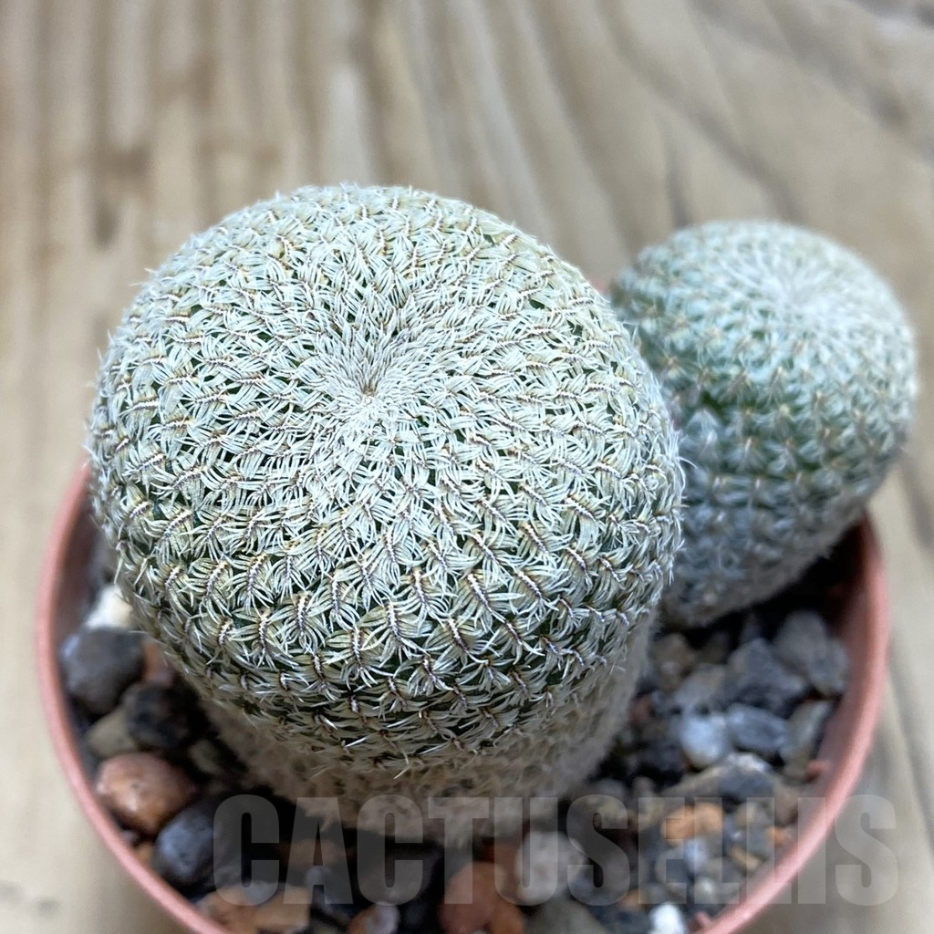 SH6064 Sulcorebutia heliosoides