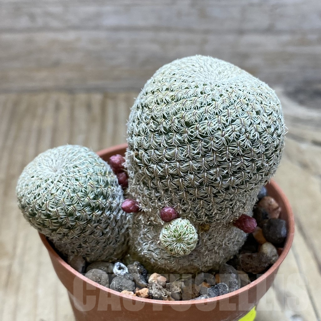 SH6064 Sulcorebutia heliosoides - Image 2