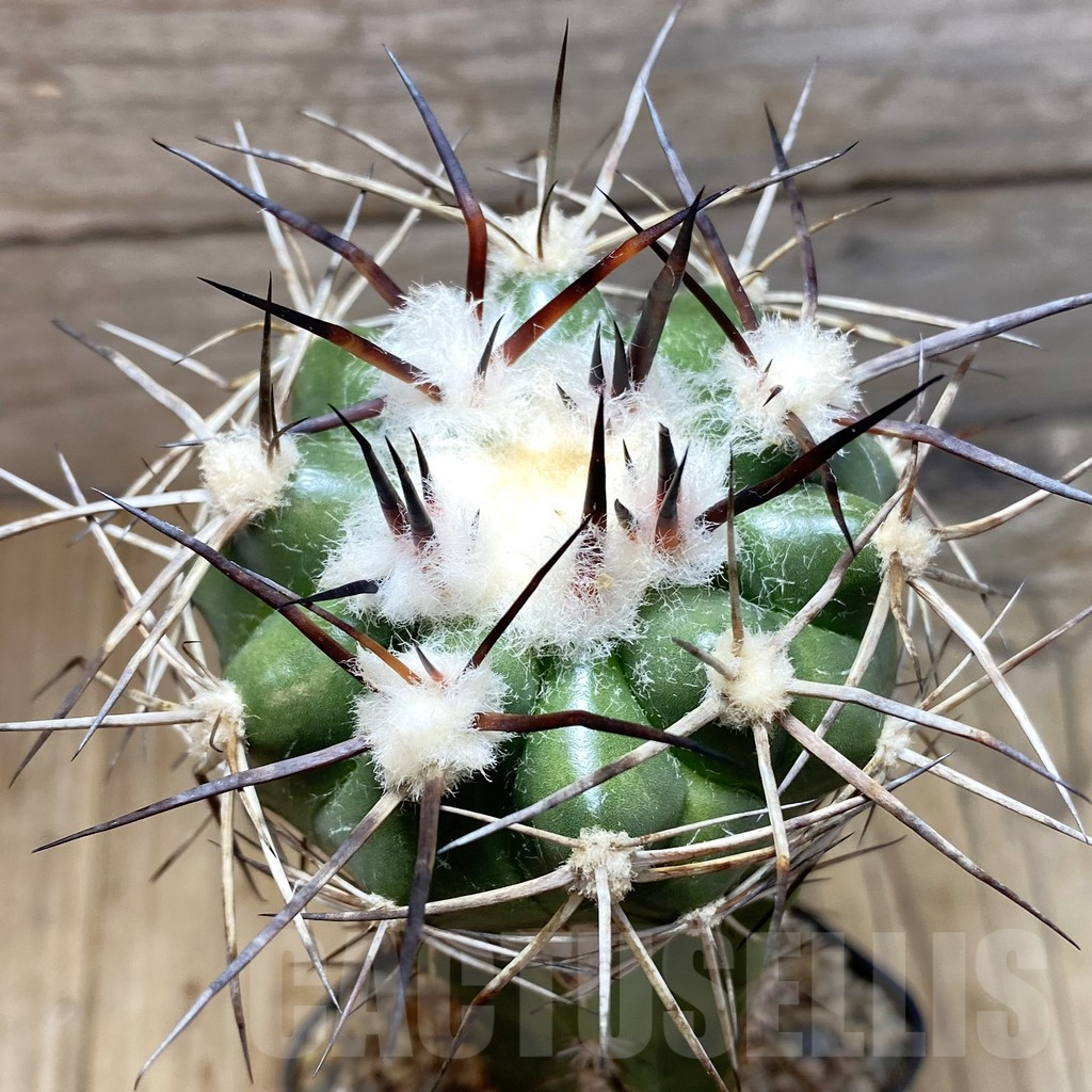 SH6043 Discocactus lindaianus -Chapada olos veadeiros-, grafted