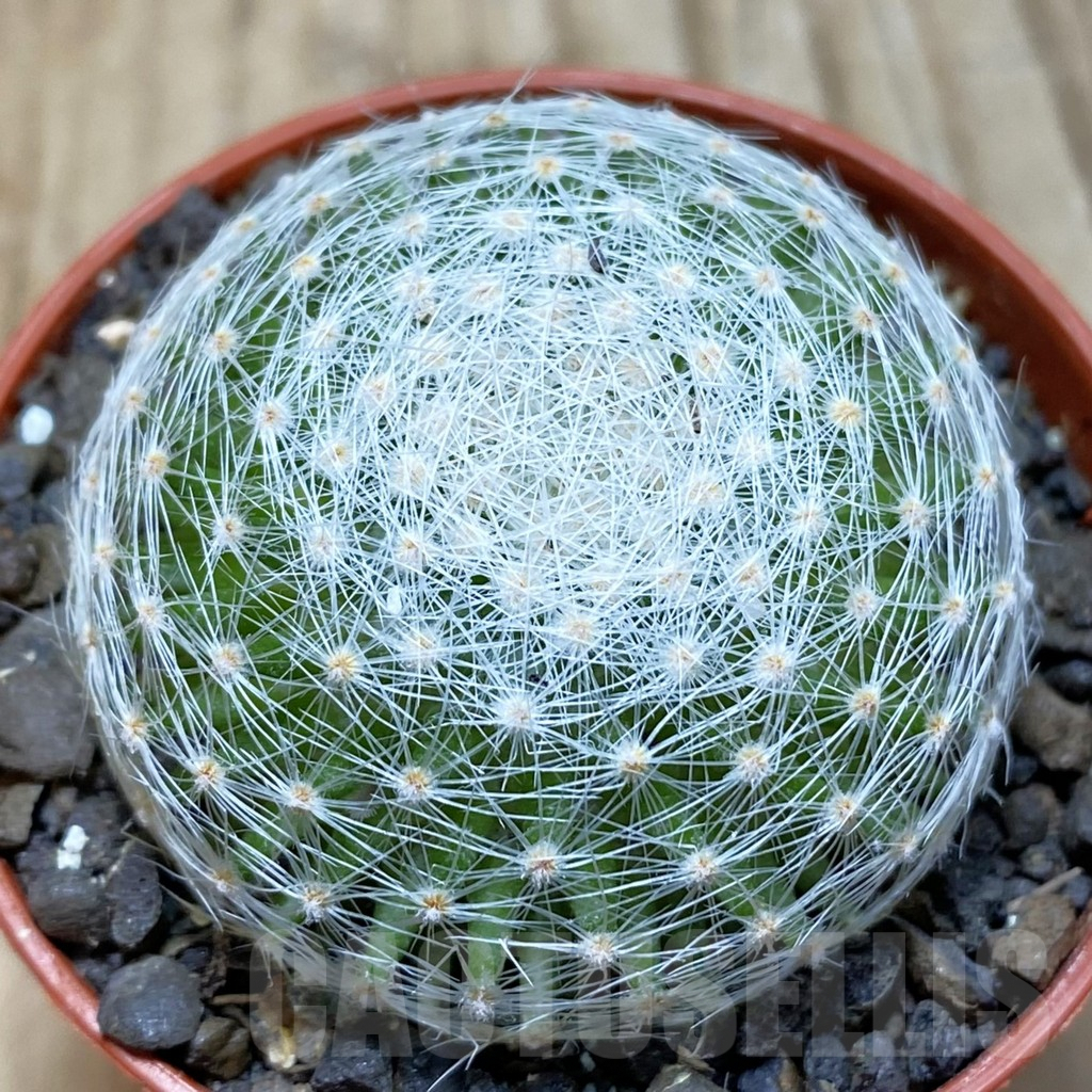SH6069 Mammillaria lenta