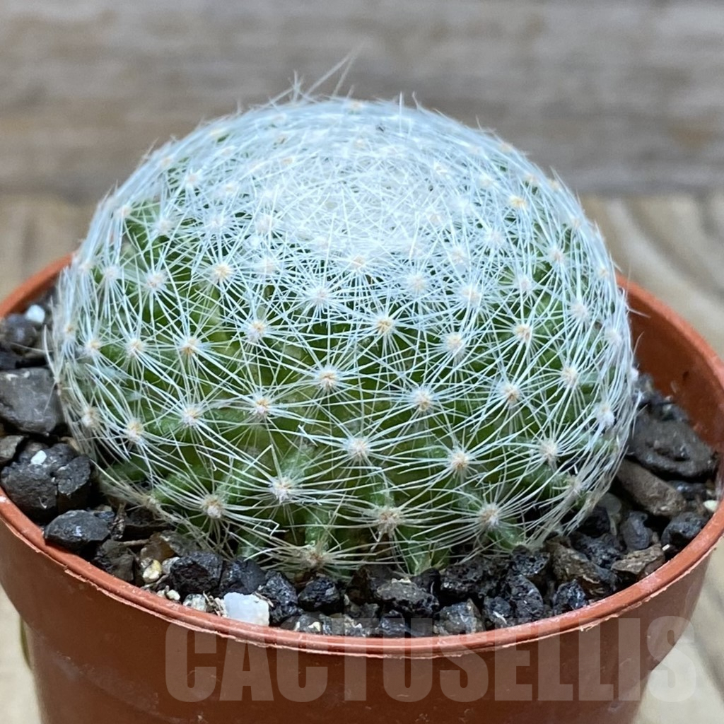 SH6069 Mammillaria lenta - immagine 2