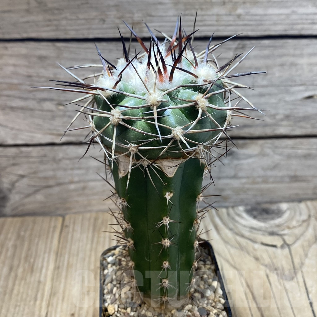 SH6043 Discocactus lindaianus -Chapada olos veadeiros-, grafted - Image 2