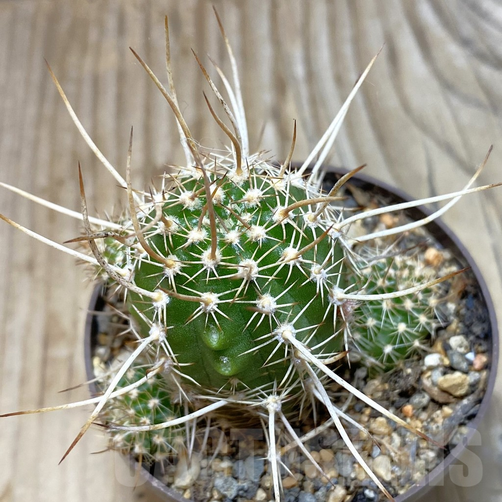 SH6071 Chamaecereus 'Cerveny' hybrid