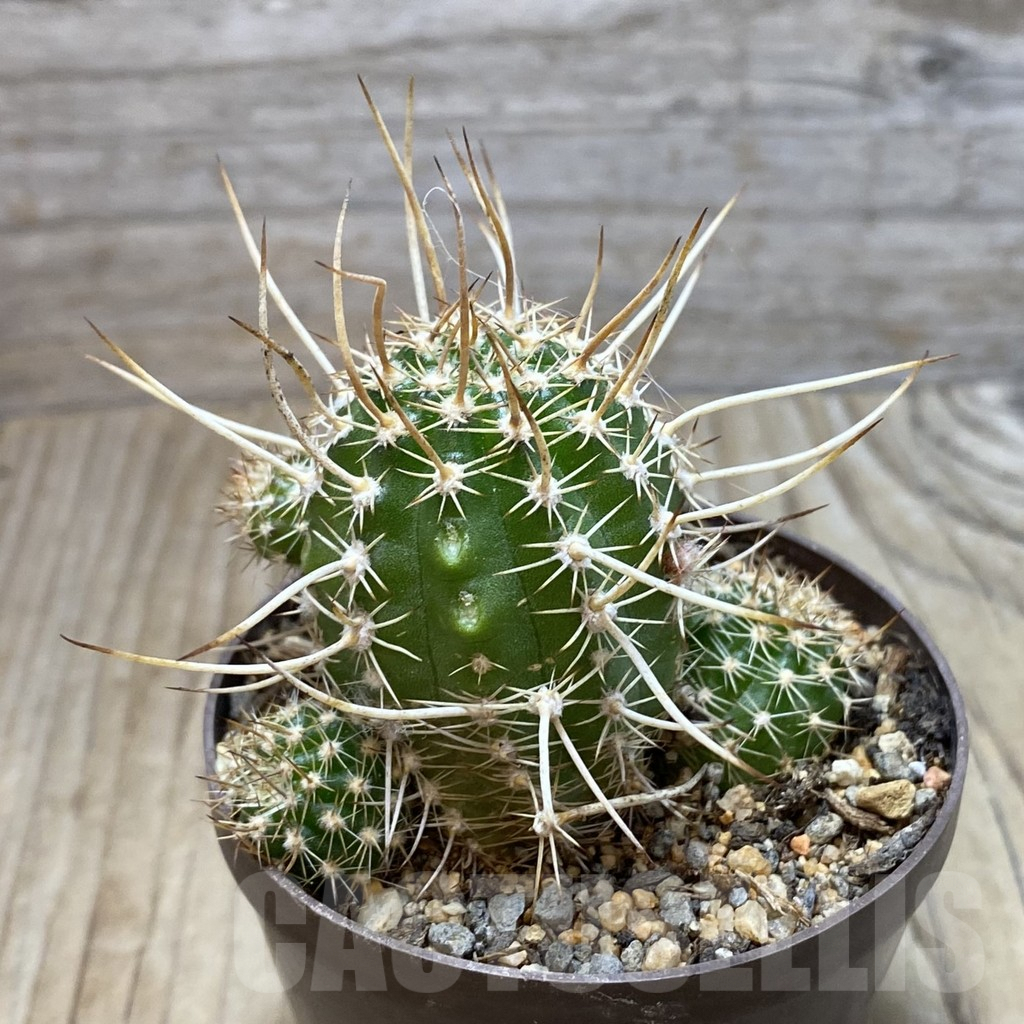 SH6071 Chamaecereus 'Cerveny' hybrid - Image 2