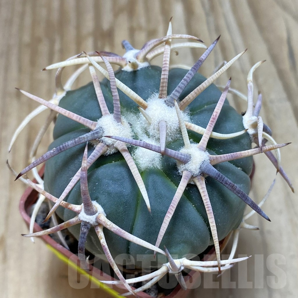 SH6072 Echinocactus horizonthalonius