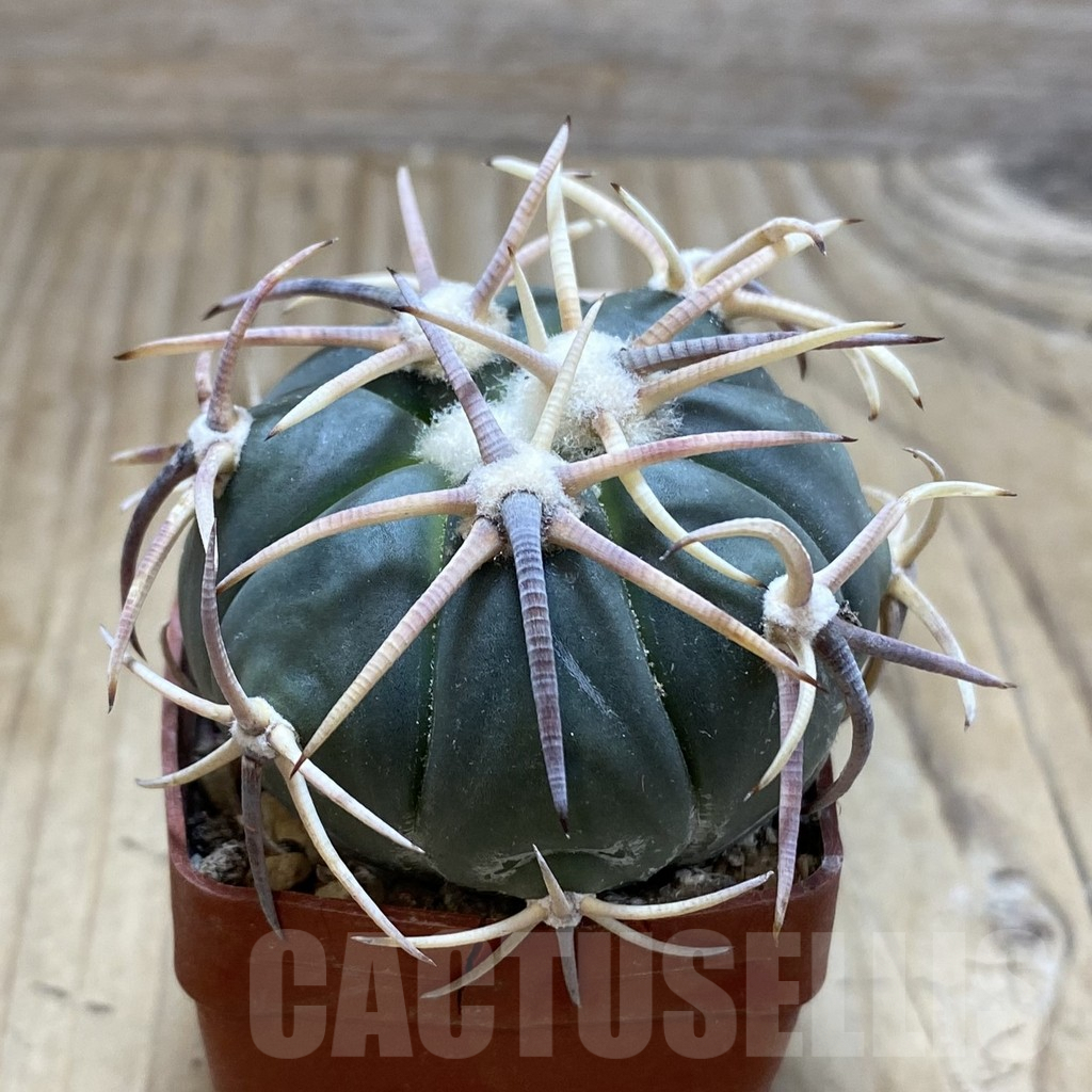 SH6072 Echinocactus horizonthalonius - Obrázek 2