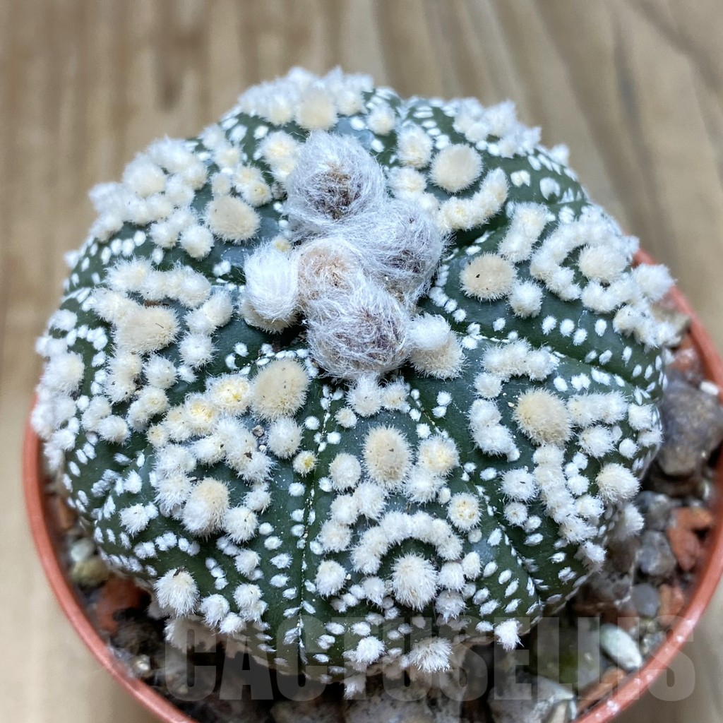 SH6073 Astrophytum asterias 'Hanazono'