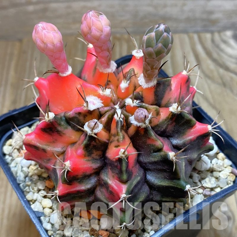 SH7194 Gymnocalycium mihanovichii f. variegata