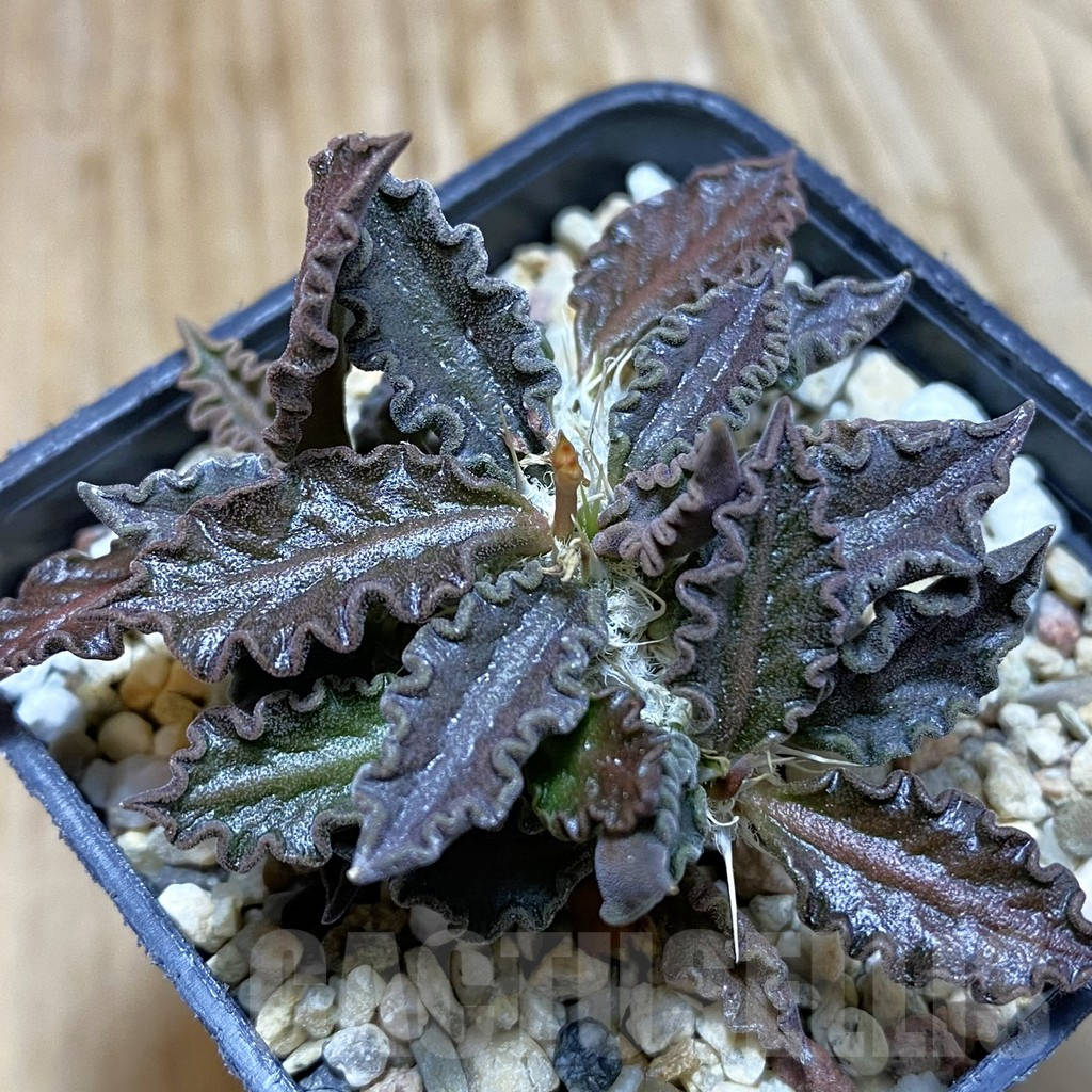 SH3921 Euphorbia tulearensis