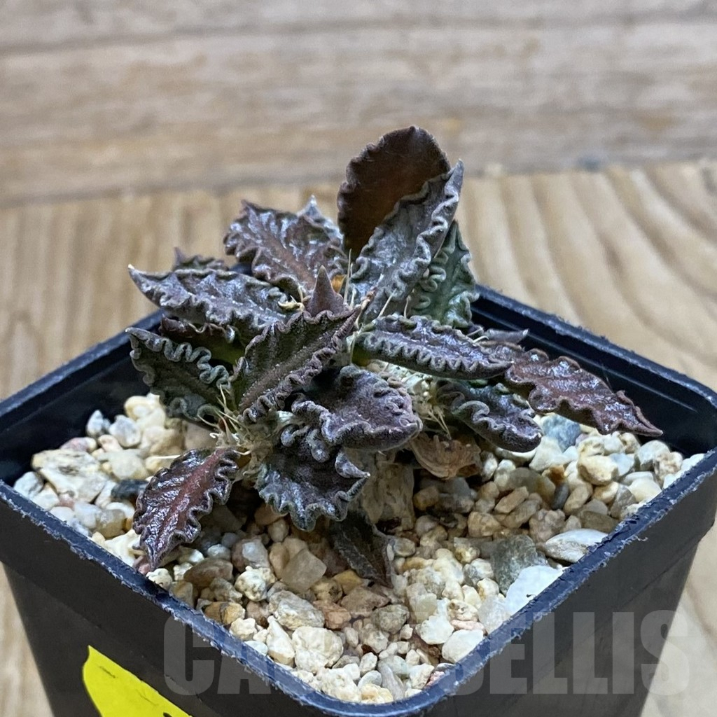 SH3921 Euphorbia tulearensis - Image 2