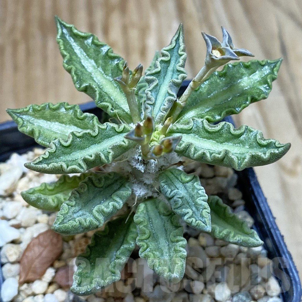 SH4094 Euphorbia tulearensis