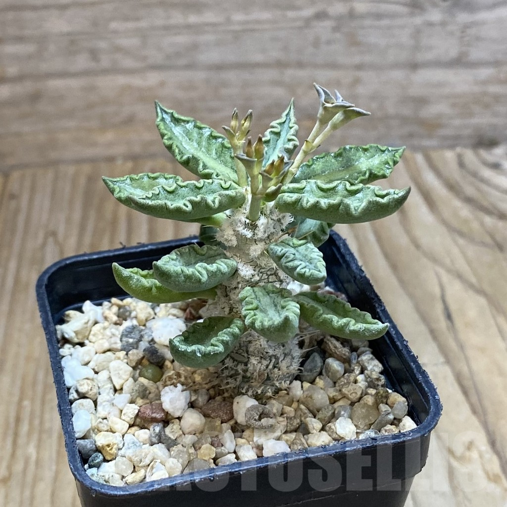 SH4094 Euphorbia tulearensis - Image 2