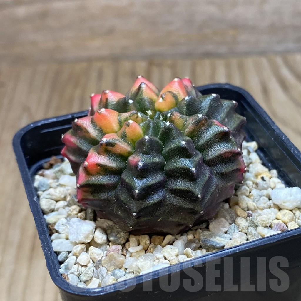 SH3781 Gymnocalycium mihanovichii ‘inermis’ f. variegata, seedling – Bild 2