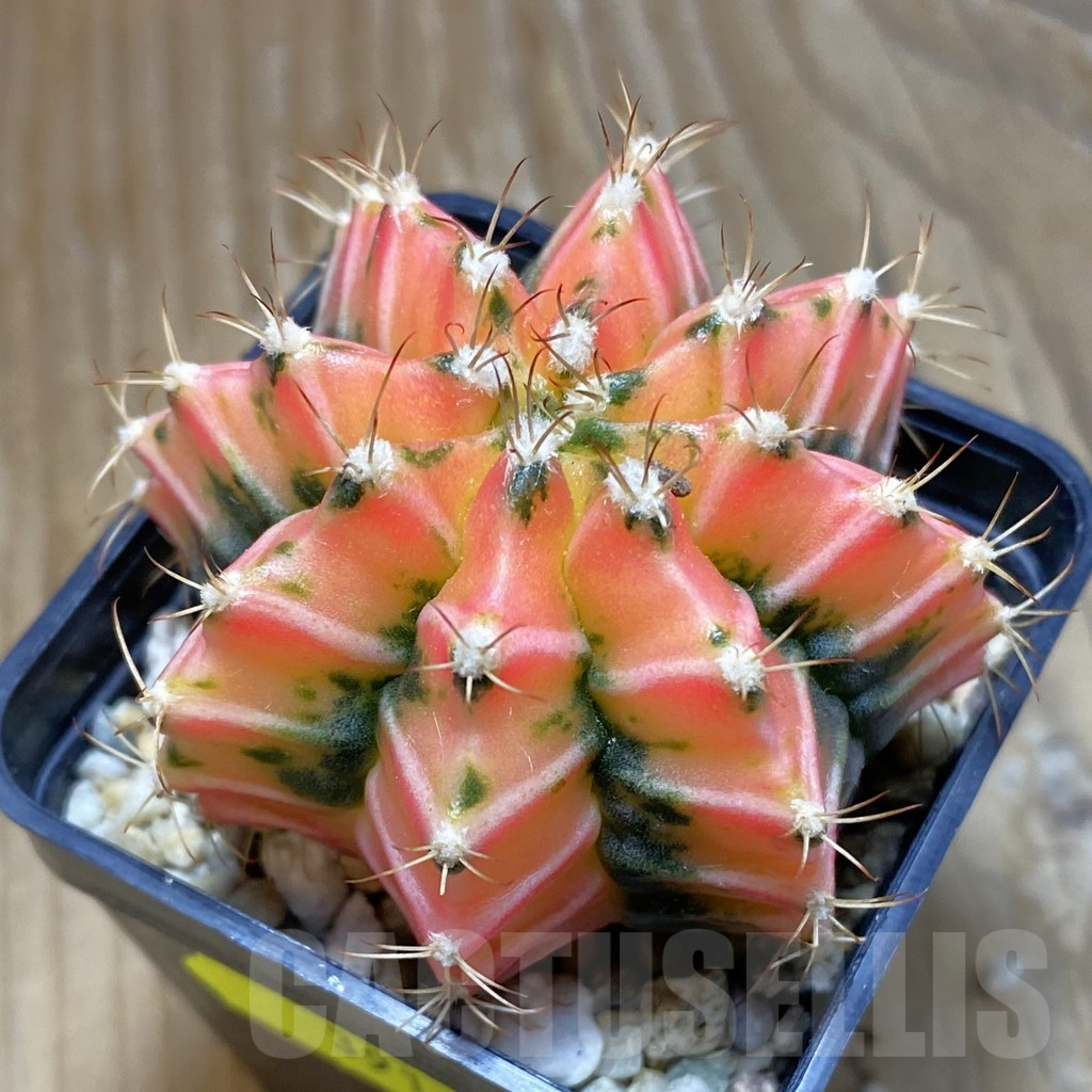 SH3914 Gymnocalycium mihanovichii f. variegata, seedling