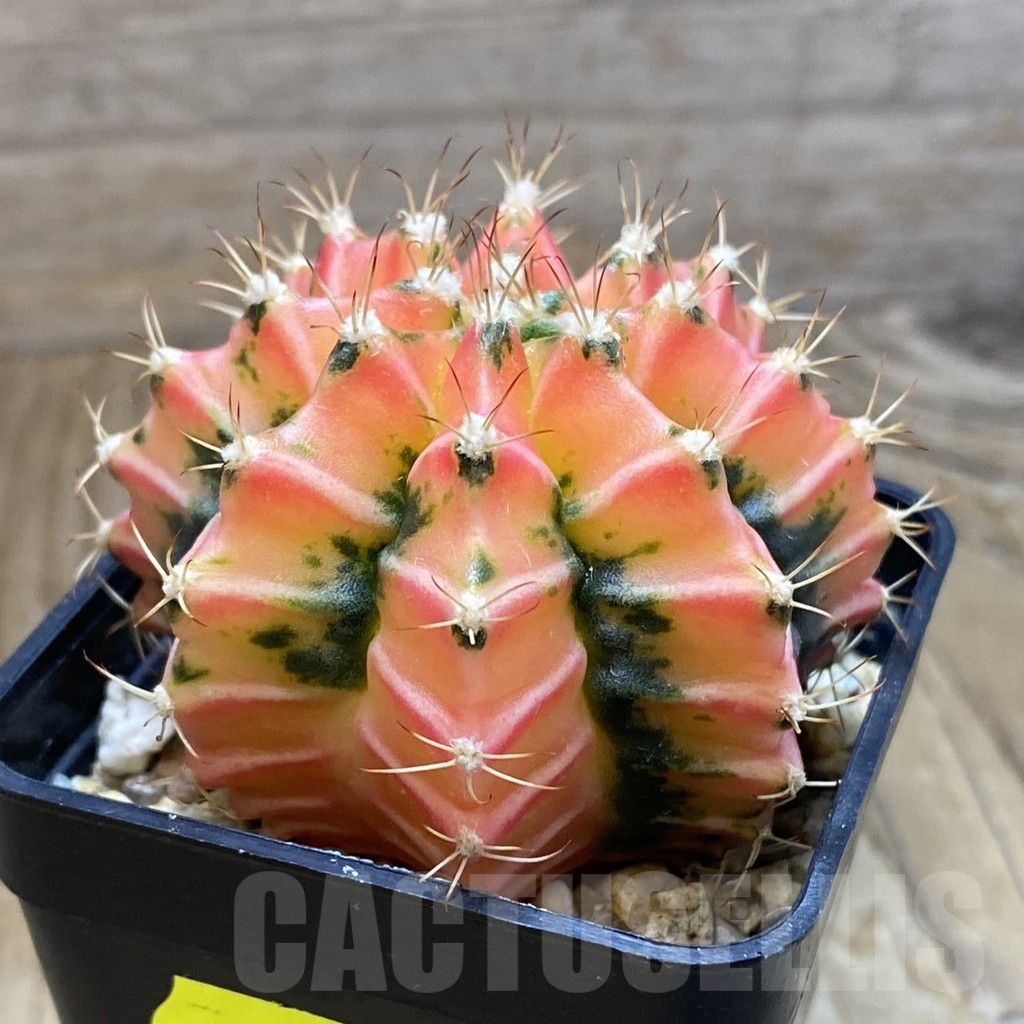 SH3914 Gymnocalycium mihanovichii f. variegata, seedling – Bild 2