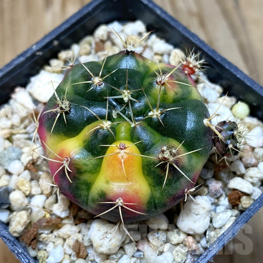 SH4047 Gymnocalycium damsii f. variegata