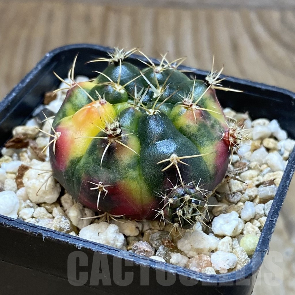 SH4047 Gymnocalycium damsii f. variegata - Obrázek 2