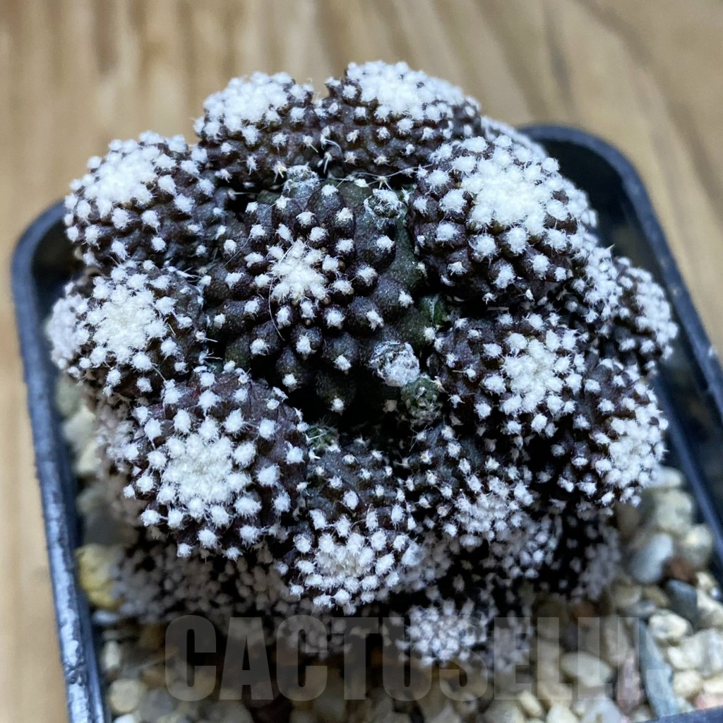 SH4313 Copiapoa tenuissima f. monstrosa