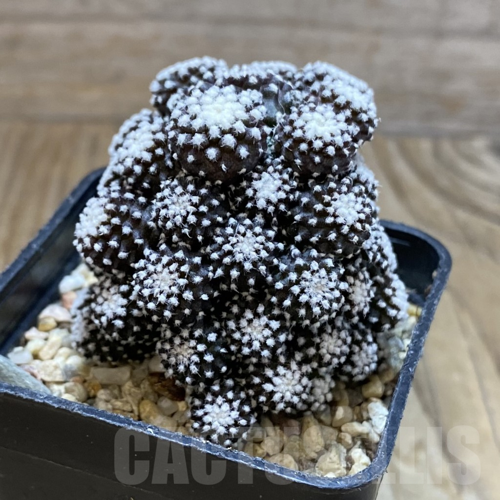 SH4313 Copiapoa tenuissima f. monstrosa - Image 2